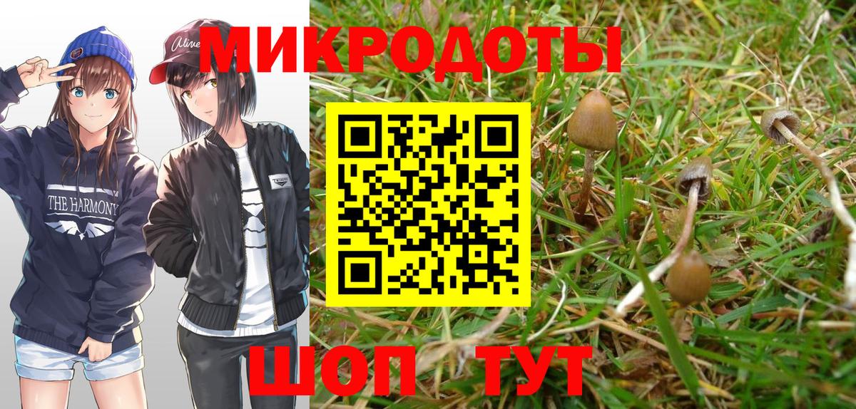 Псилоцибиновые грибы Psilocybe Сызрань